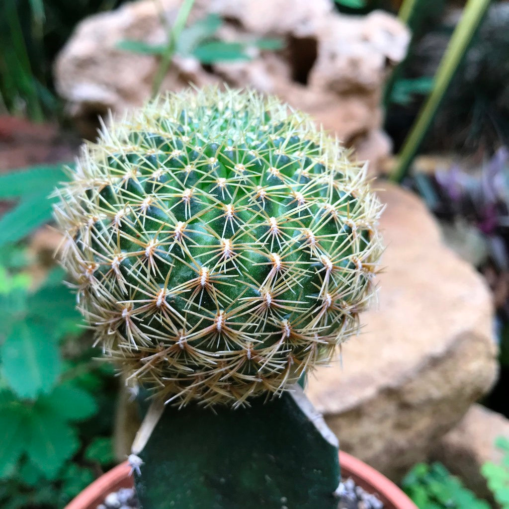 Sulcorebutia Pampagrandensis Cactus Plant - myBageecha