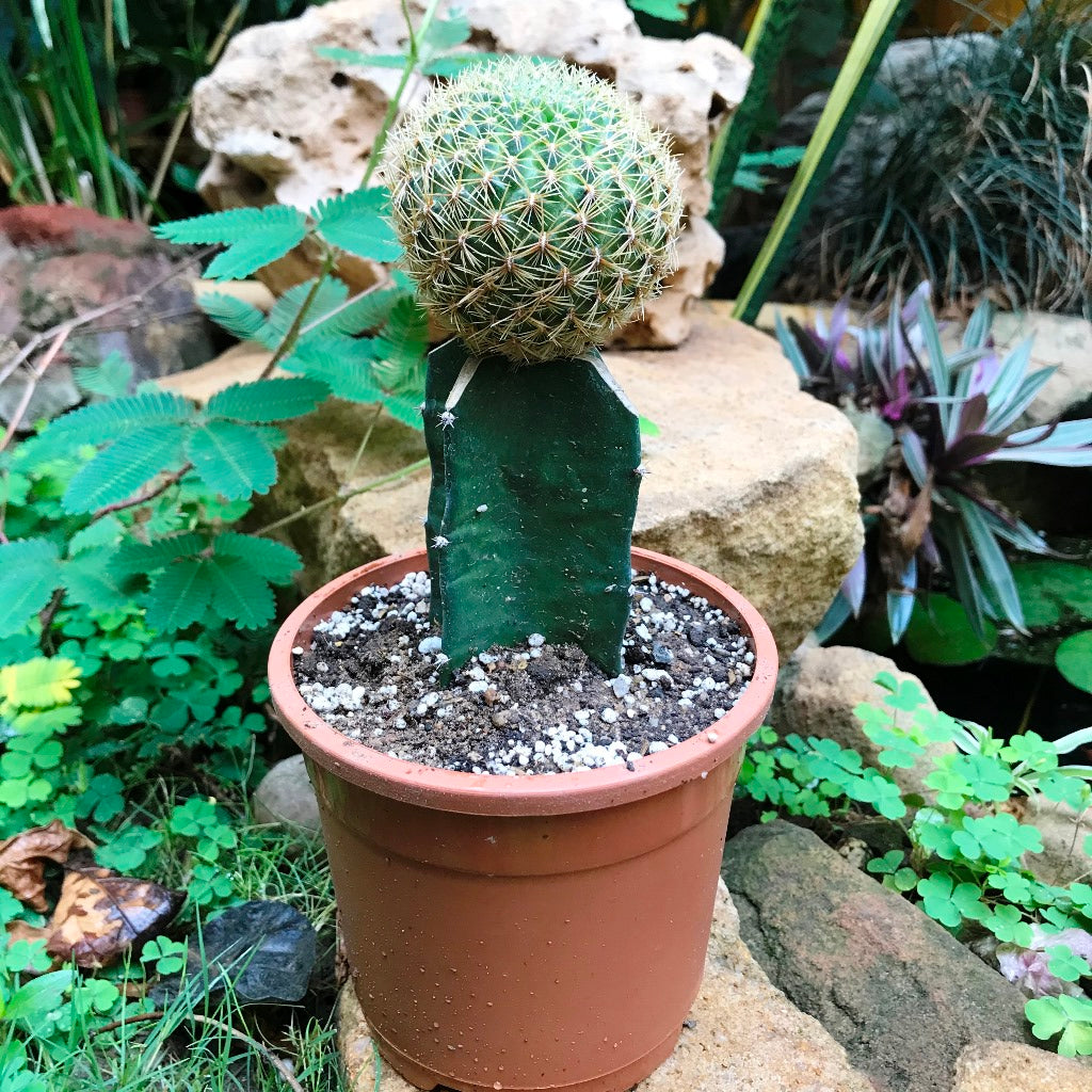 Sulcorebutia Pampagrandensis Cactus Plant - myBageecha