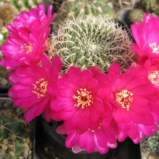 Sulcorebutia Pampagrandensis Cactus Plant - myBageecha