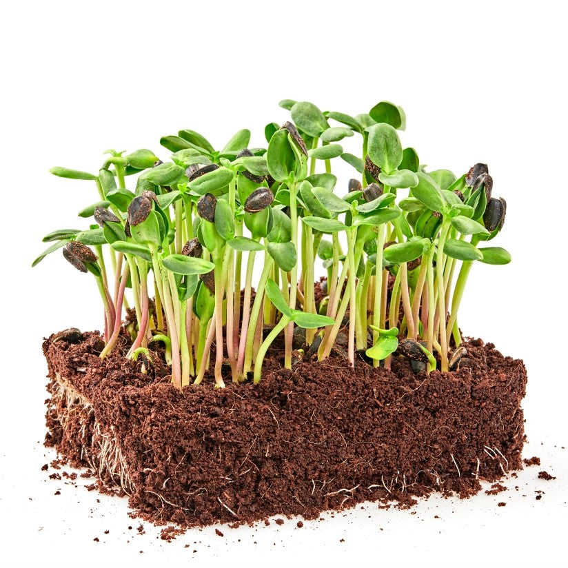 Microgreens Sunflower Seeds – myBageecha