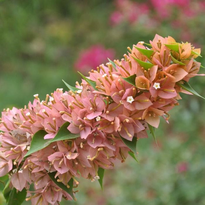 Close-up of Bougainvillea Sunvillea Pink Dwarf flowers showing bright pink bracts and paper texture