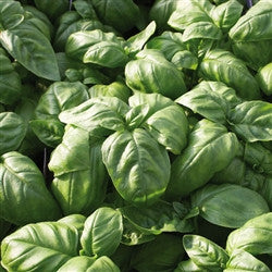 Sweet Basil_Genovese Plants myBageecha - myBageecha