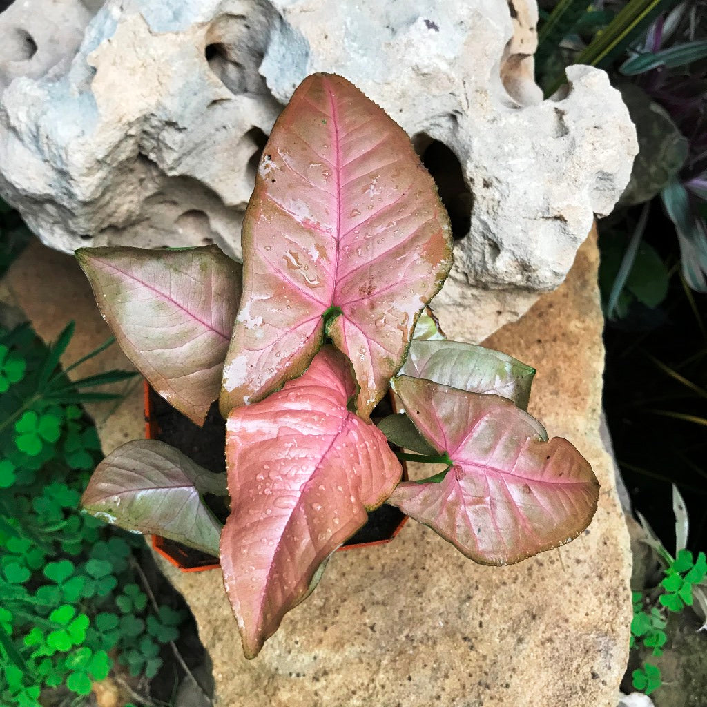 Syngonium Pink Allusion Plant - myBageecha