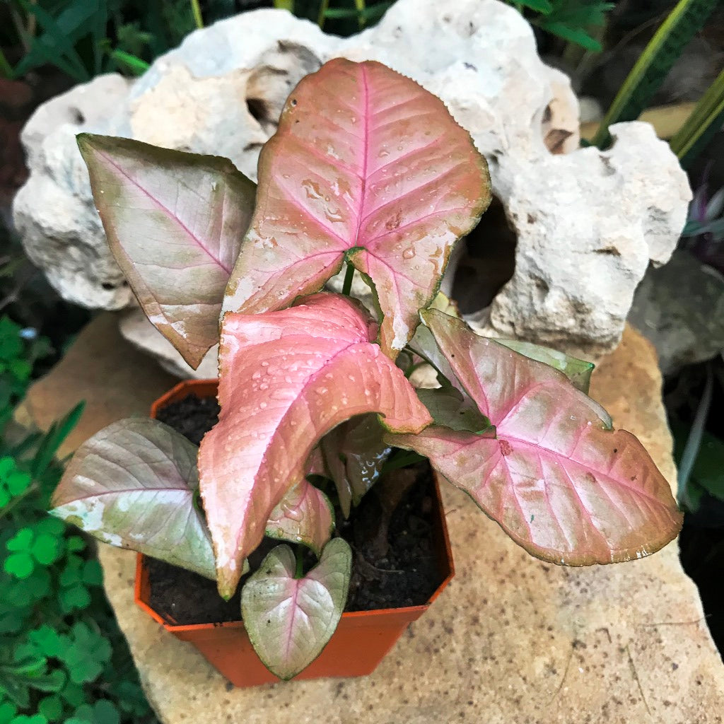 Syngonium Pink Allusion Plant - myBageecha