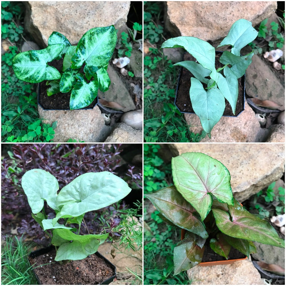 Assorted Syngoniums Pack – Indoor Air Purifying Decorative Foliage – myBageecha