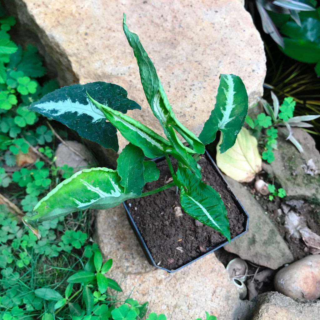 Syngonium Silver Goosefoot Plant - myBageecha