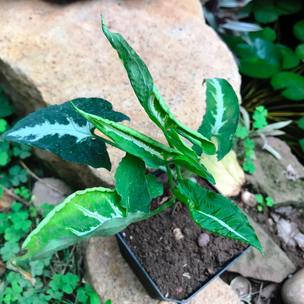 Syngonium Silver Goosefoot Plant - myBageecha