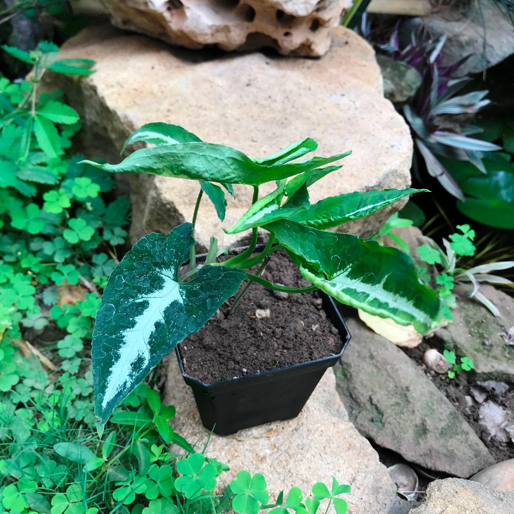 Syngonium Silver Goosefoot Plant - myBageecha