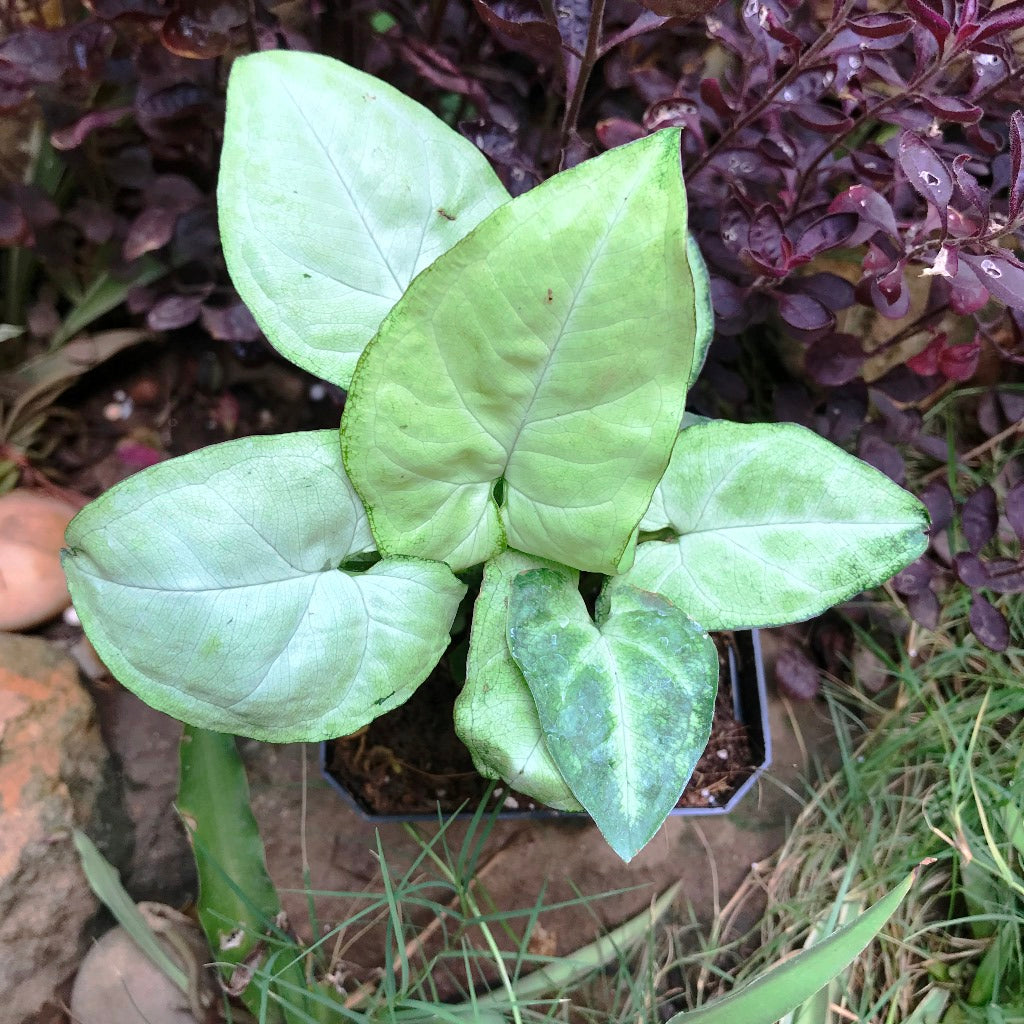 Syngonium White Butterfly Plant - myBageecha