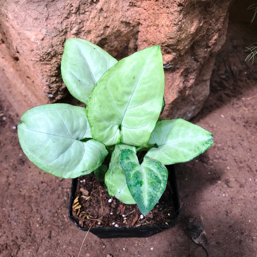 Syngonium White Butterfly Plant - myBageecha
