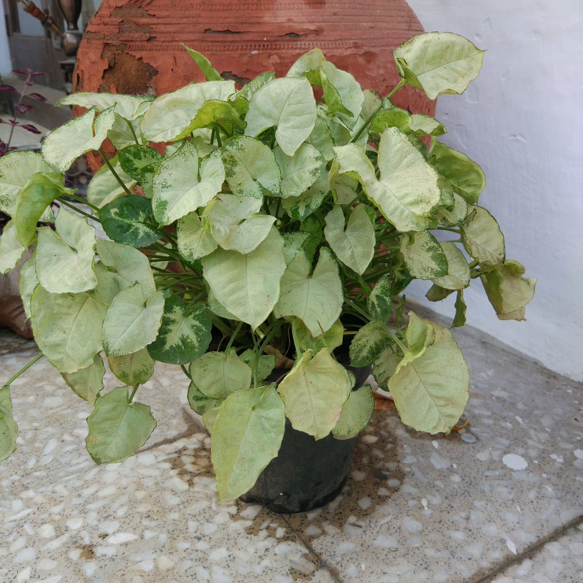 Syngonium 'White Butterfly Plants myBageecha - myBageecha