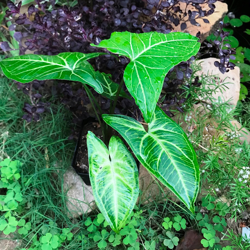 Syngonium Noak Plant - myBageecha