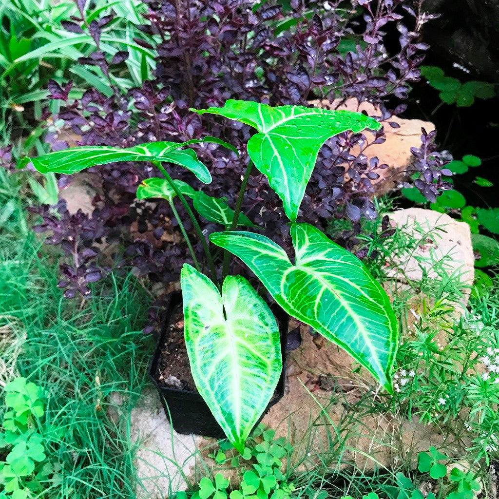 Syngonium Noak Plant - myBageecha