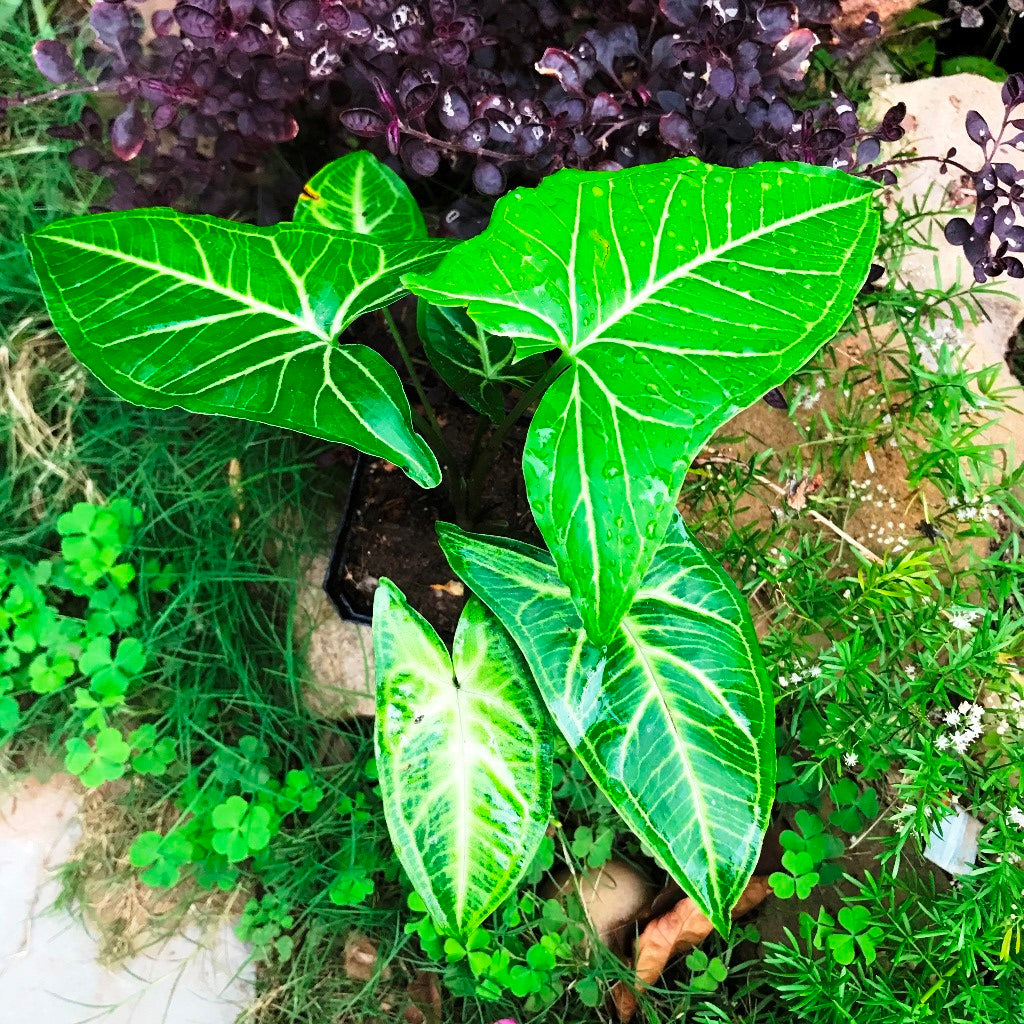 Syngonium Noak Plant - myBageecha