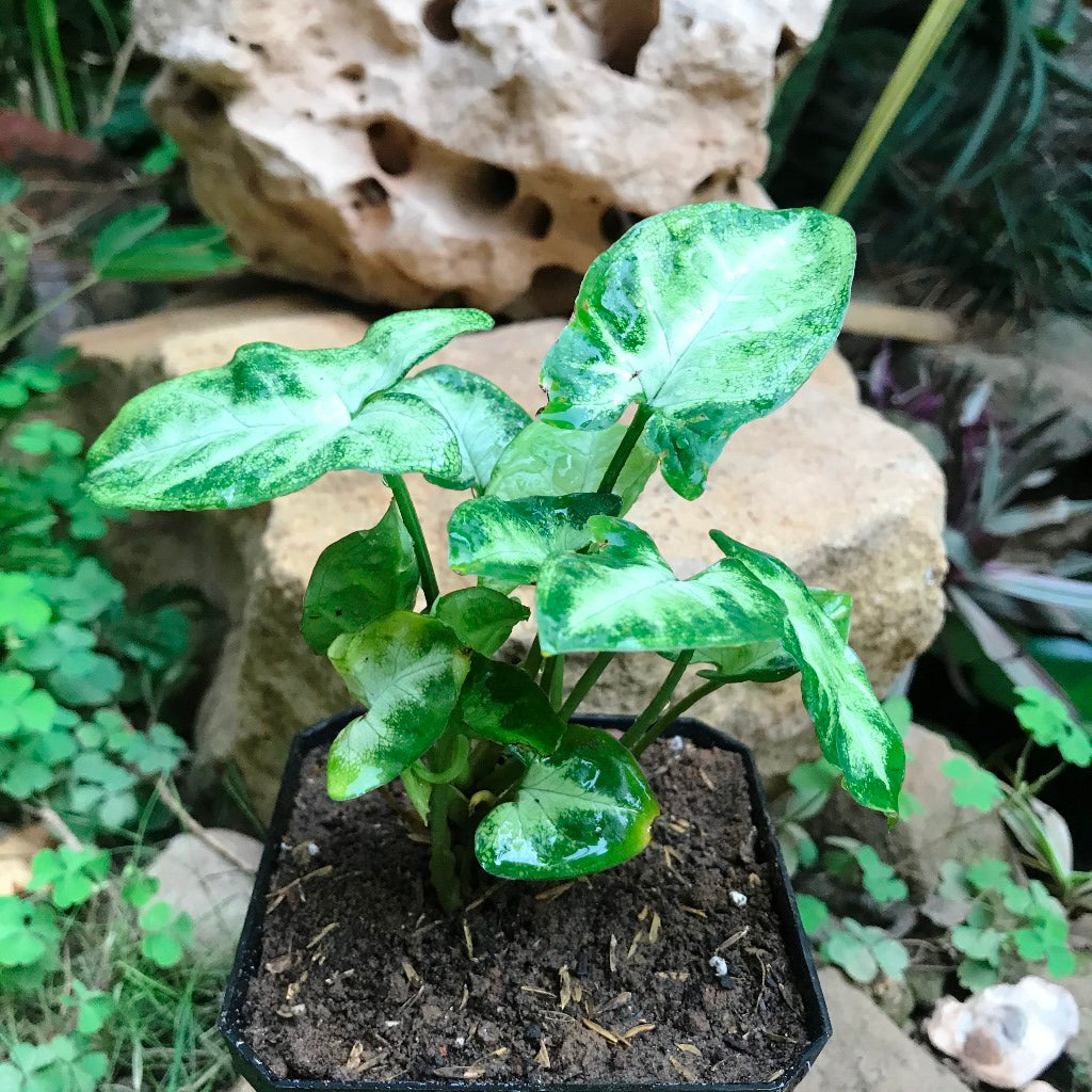 Syngonium Pixie Plant - myBageecha