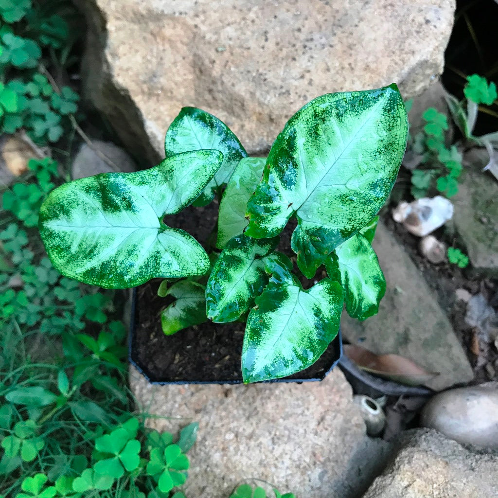 Syngonium Pixie Plant - myBageecha