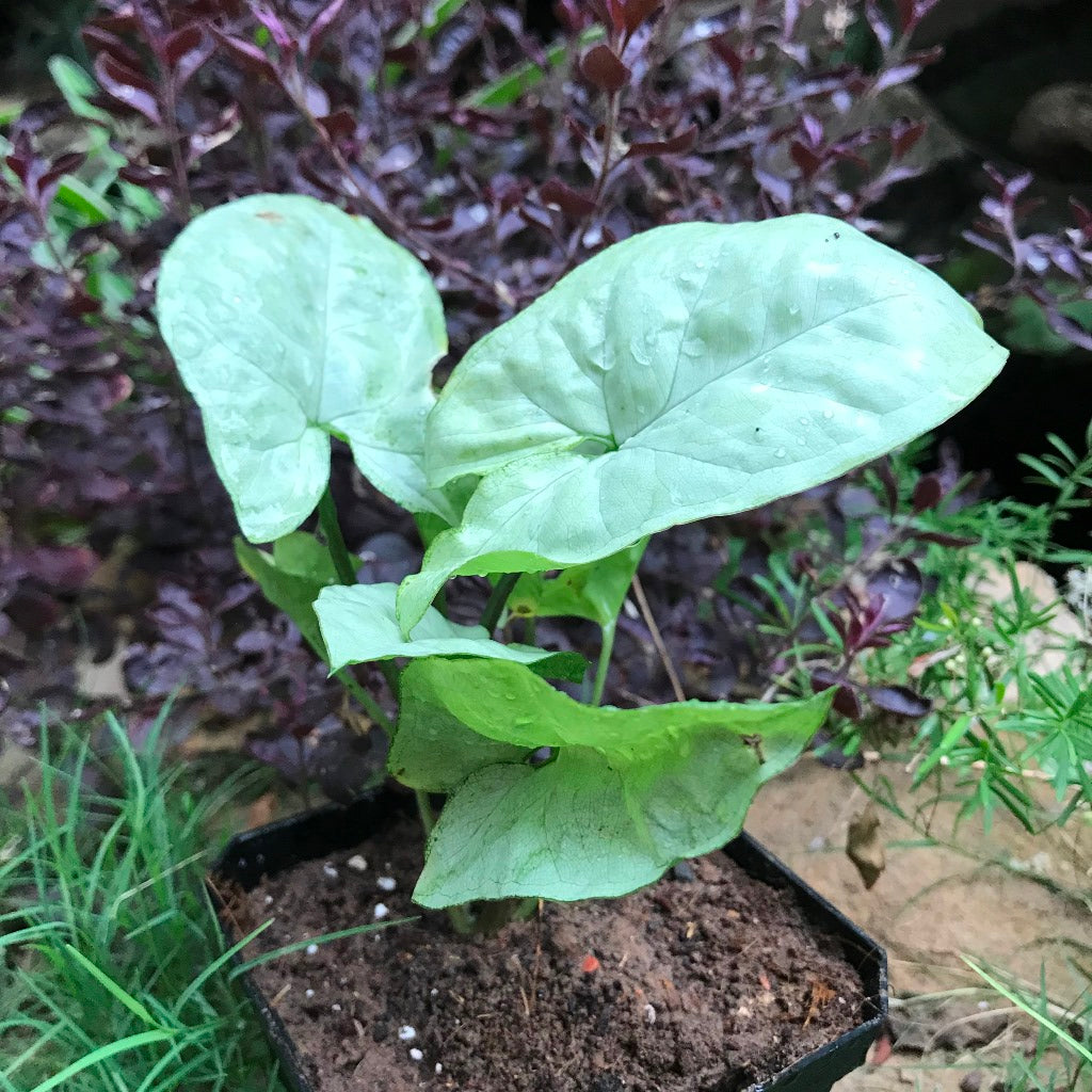 Syngonium Silver Pearl Plant - myBageecha