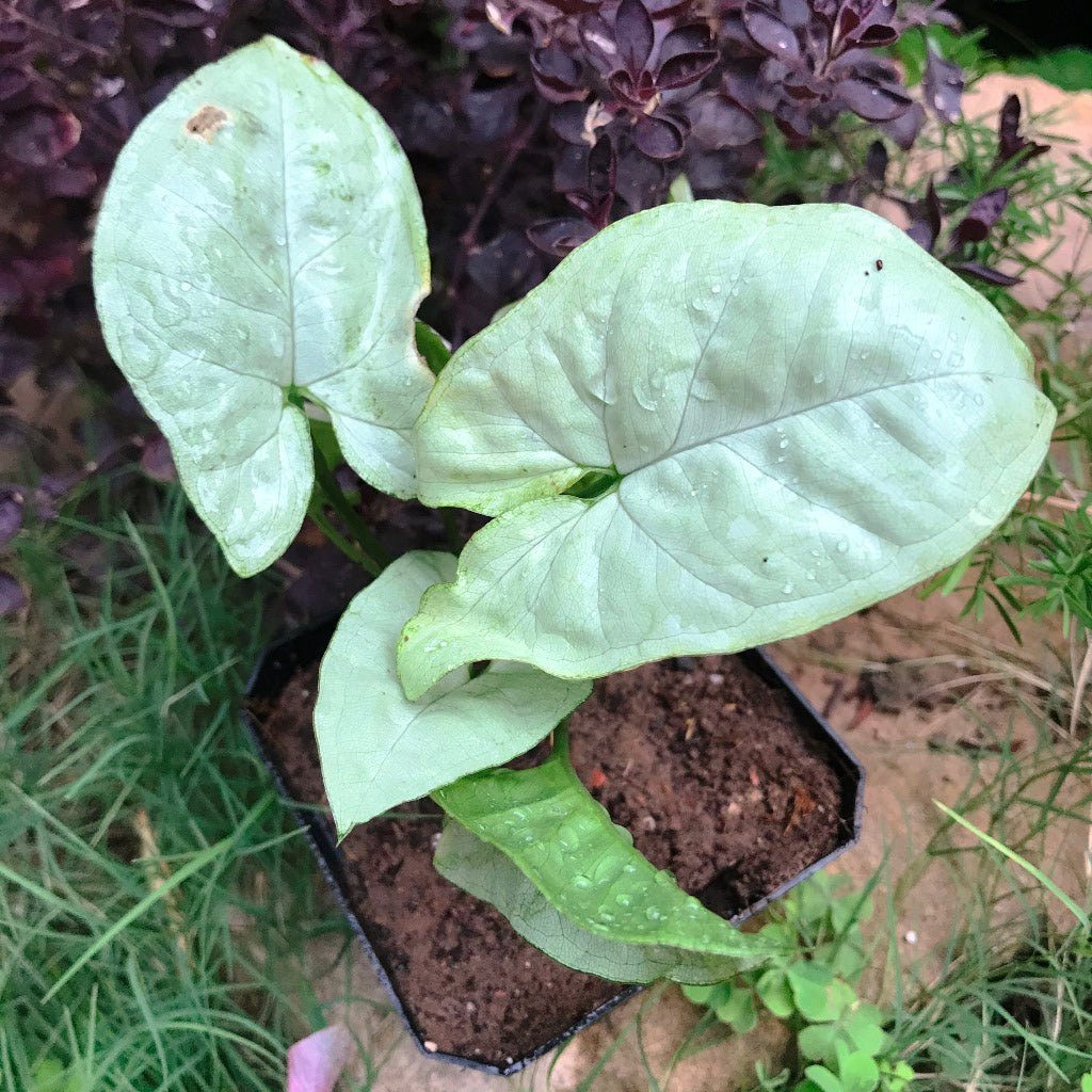 Syngonium Silver Pearl Plant - myBageecha
