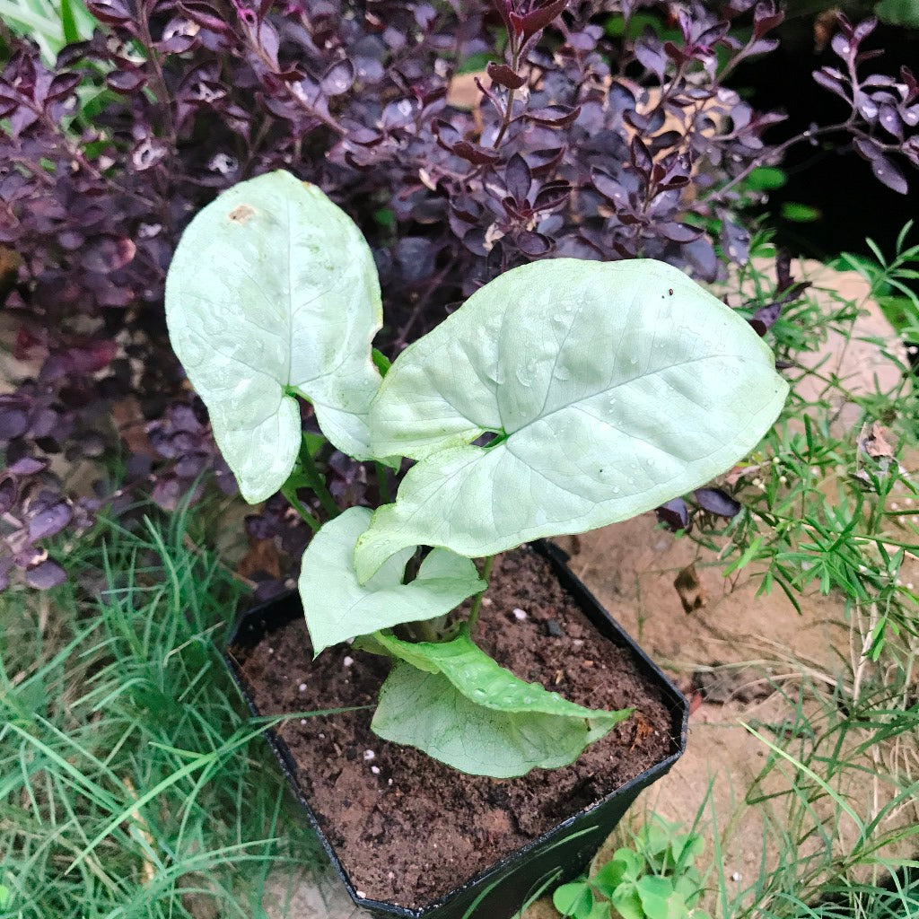 Syngonium Silver Pearl Plant - myBageecha