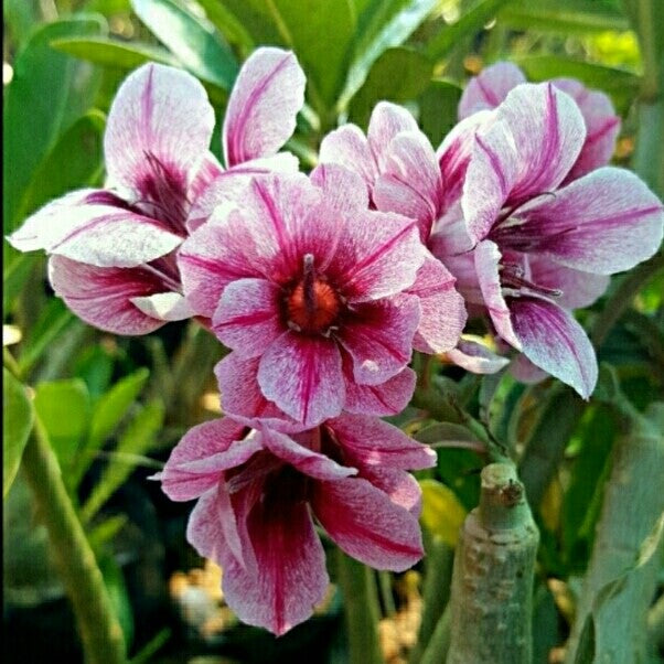 Starling Flocks Adenium Plant - myBageecha