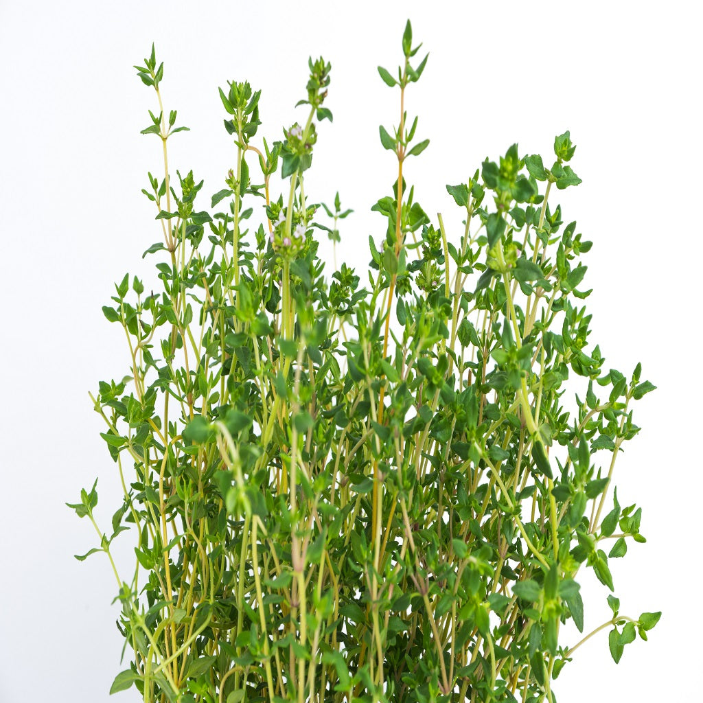 Thyme perennial herb crop – myBageecha
