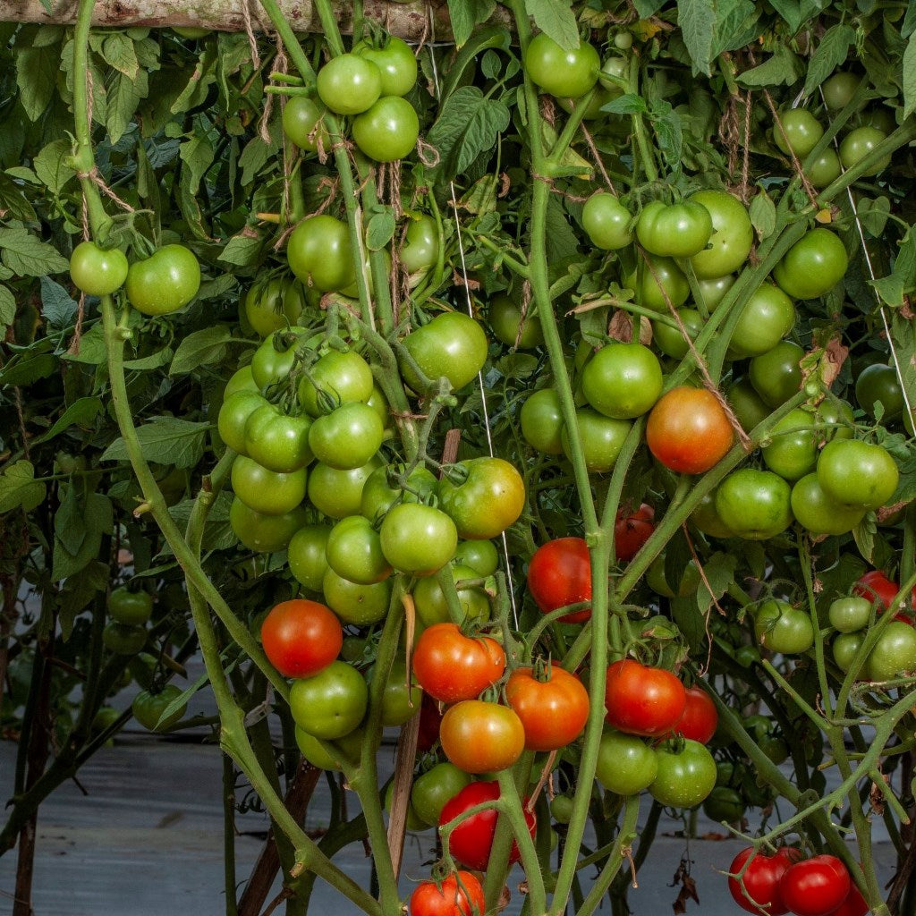 Tomato Indam 14301 [HY] Vegetable Seeds - myBageecha