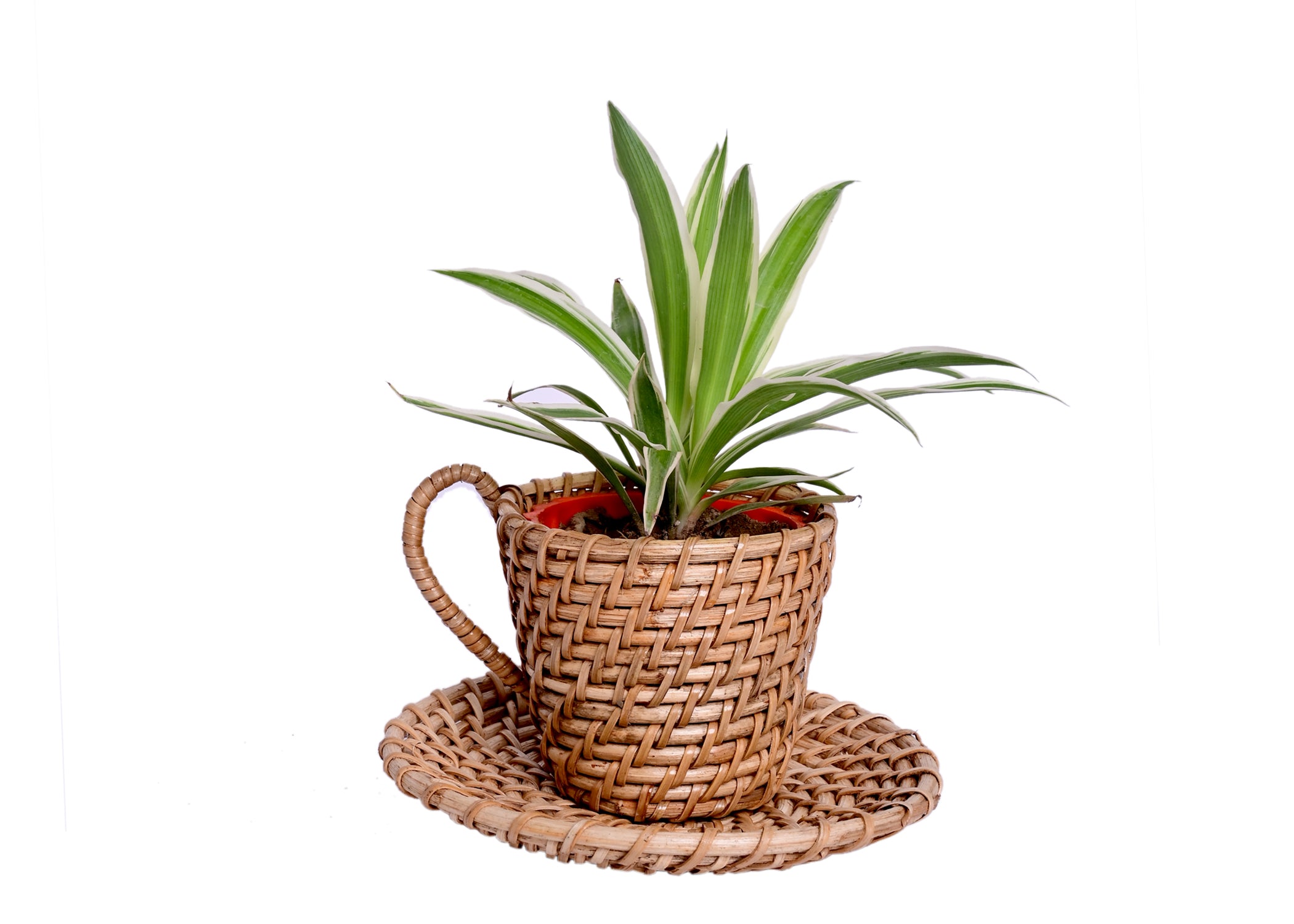 Cup and Saucer Natural Cane Handmade Planter - myBageecha