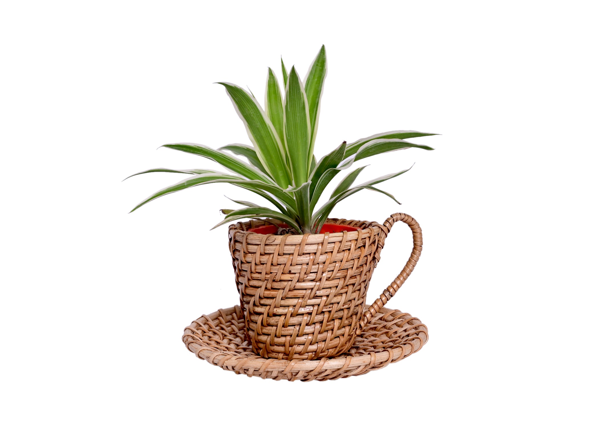 wicker tea cup and saucer planter Cane Cup & Saucer Planter for Indoor Spaces
