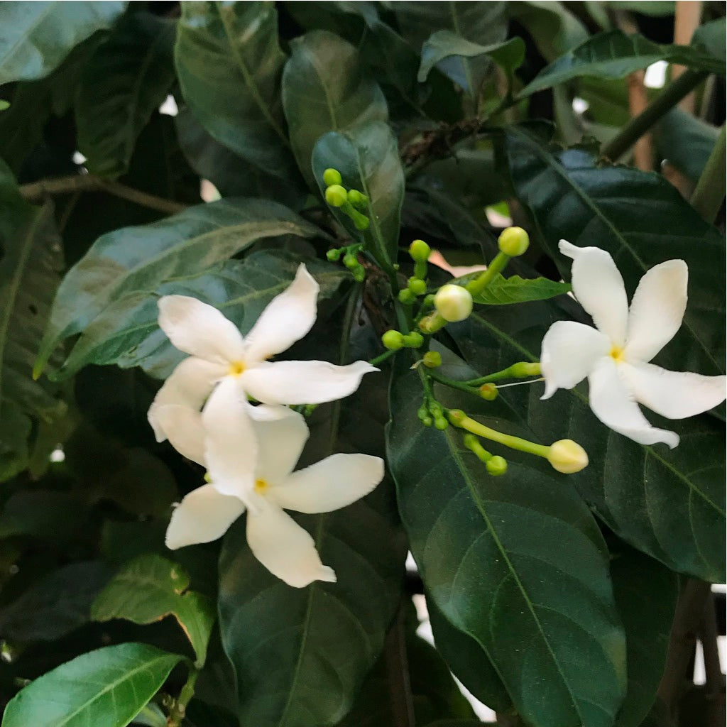 Crape Jasmine Chandni Plant - myBageecha