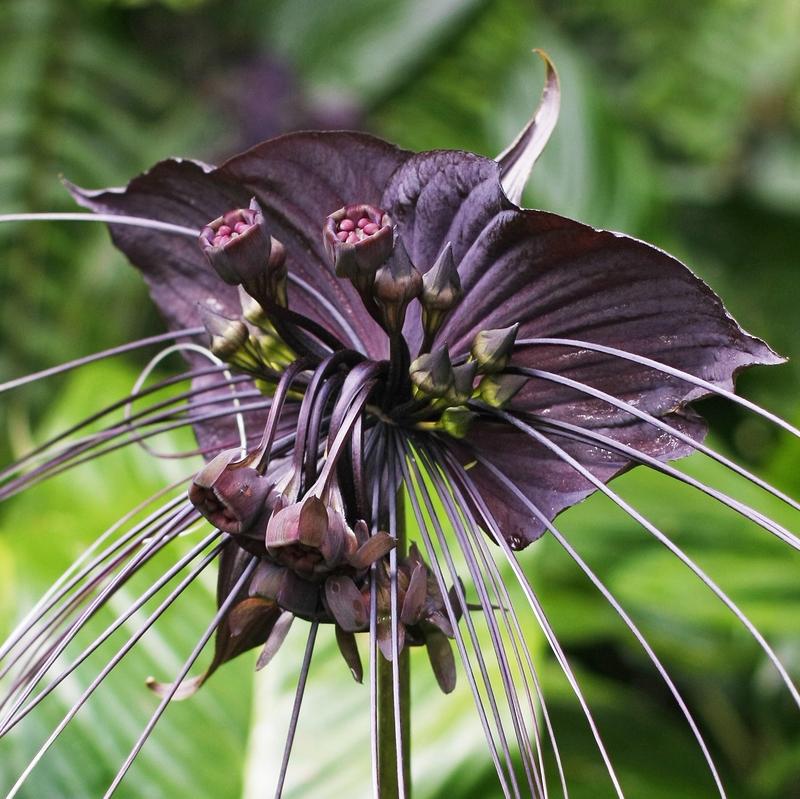 Tacca 'Chantrieri' (Bulbs) - myBageecha