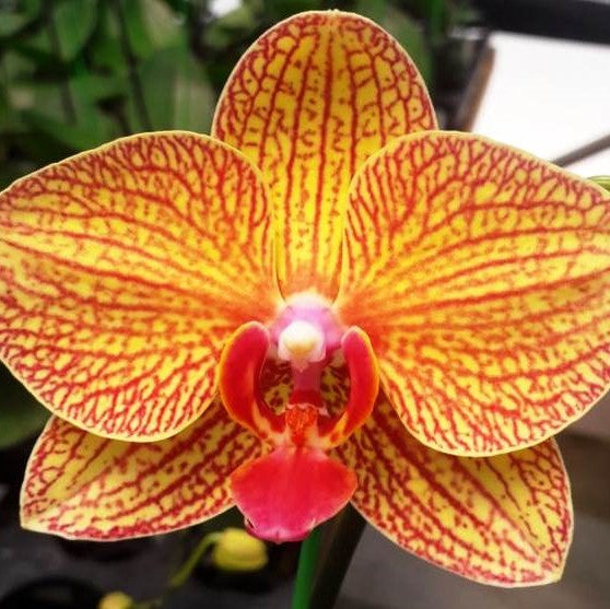 Phal. Taida Beauty 8218 - myBageecha
