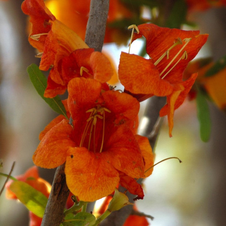 Tecomella Undulata Roheda Plant - myBageecha