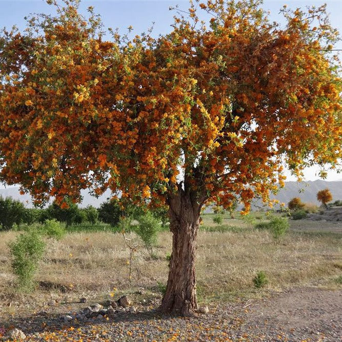 Tecomella Undulata Roheda Plant - myBageecha