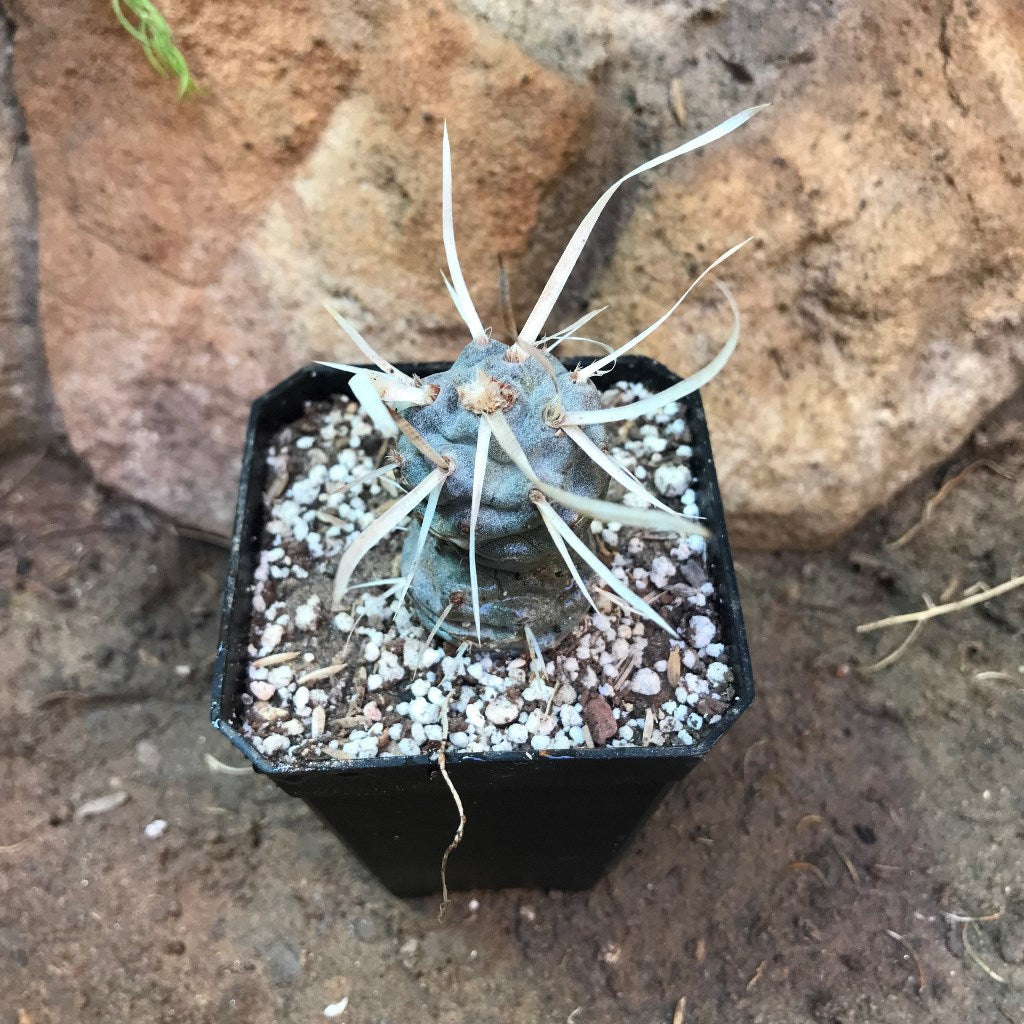 Tephrocactus Articulatus var. Papyracanthus Cactus Plant - myBageecha