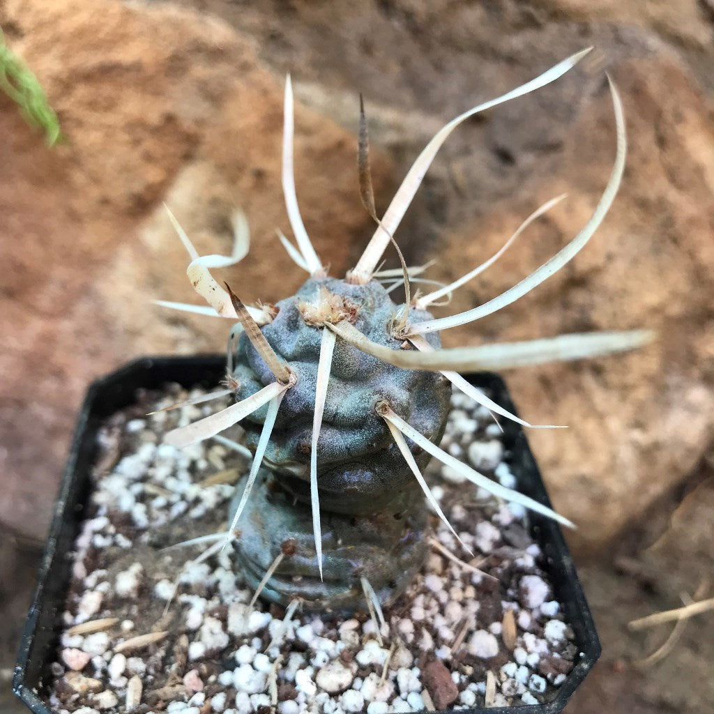 Tephrocactus Articulatus var. Papyracanthus Cactus Plant - myBageecha