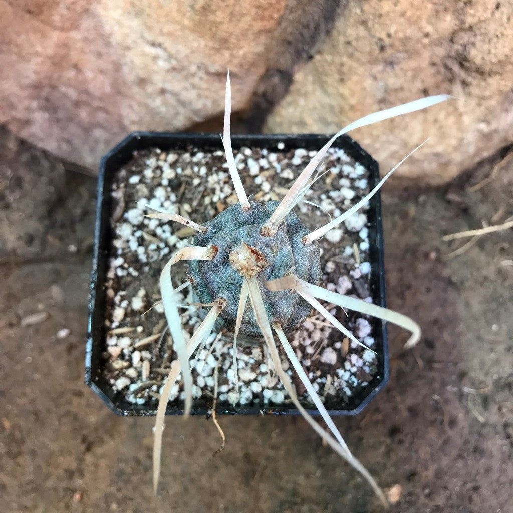 Tephrocactus Articulatus var. Papyracanthus Cactus Plant - myBageecha