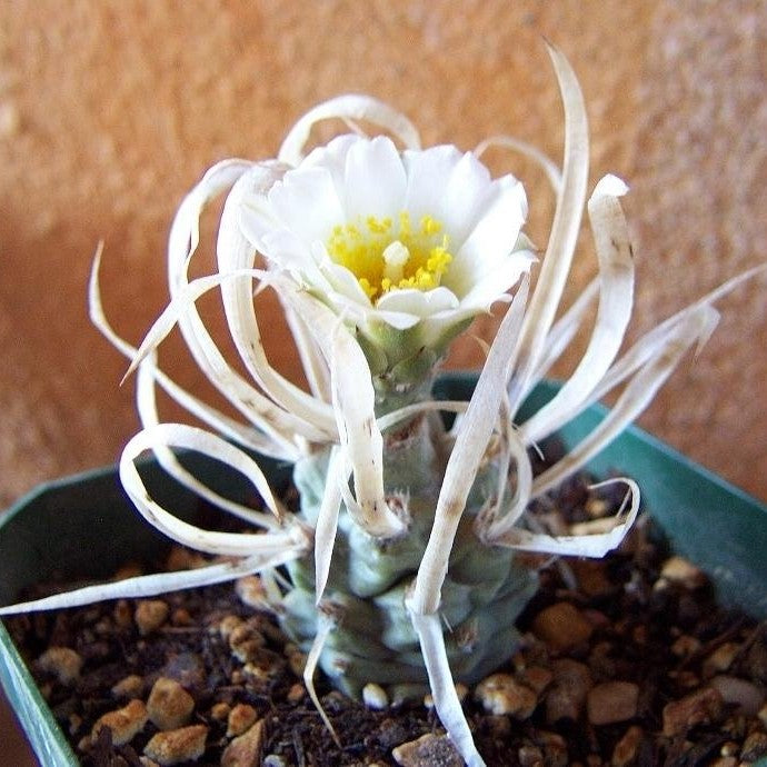 Tephrocactus Articulatus var. Papyracanthus Cactus Plant - myBageecha