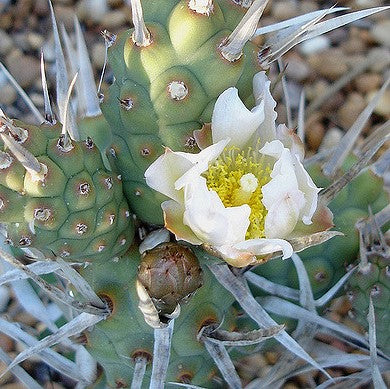 Tephrocactus Articulatus var. Papyracanthus Cactus Plant - myBageecha