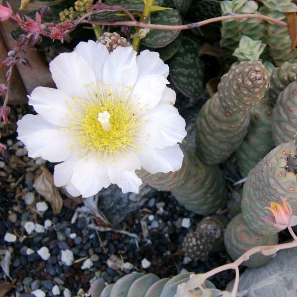 Tephrocactus Articulatus var. Inermis Cactus Plant - myBageecha