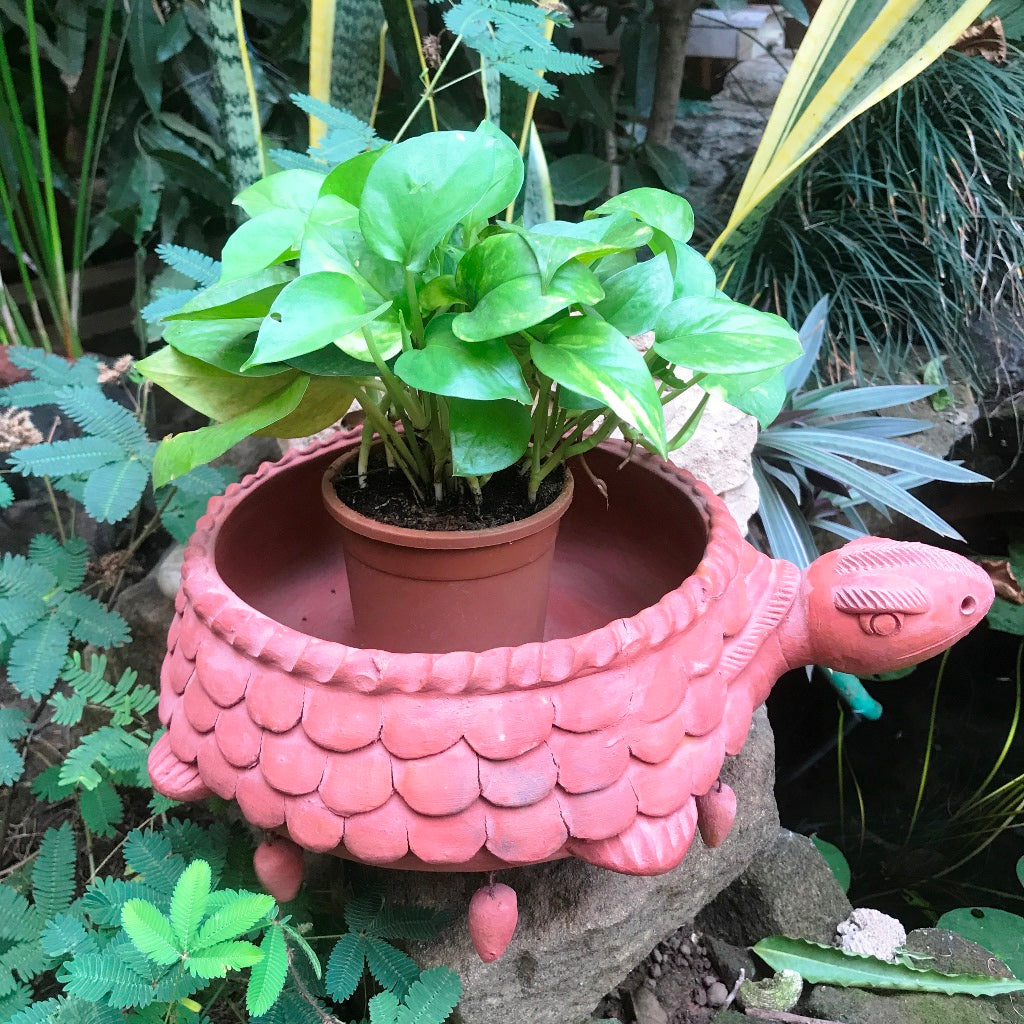 Terracotta Tortoise Planter front view – myBageecha