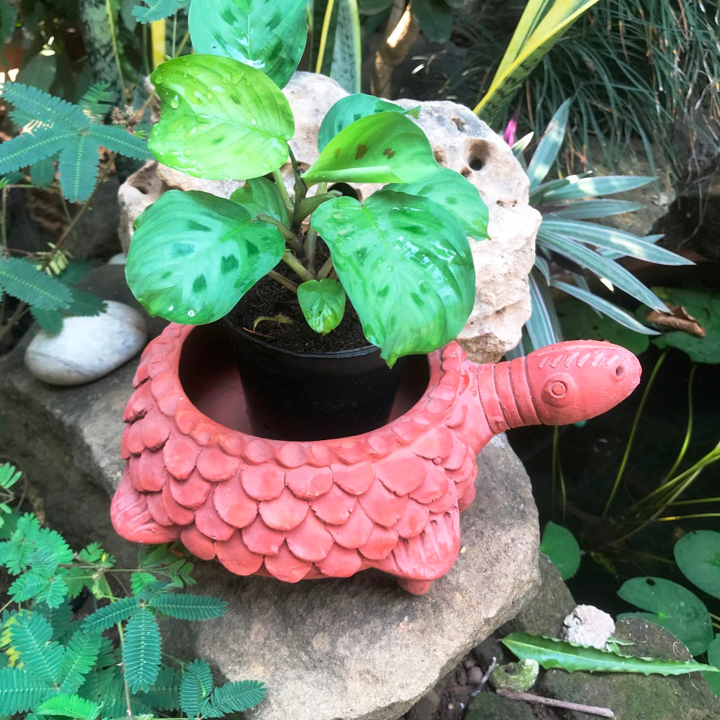 Terracotta Tortoise Small Planter front view – myBageecha