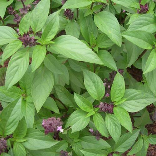 Thai Basi SWl Ocimum x Citriodorum Plant