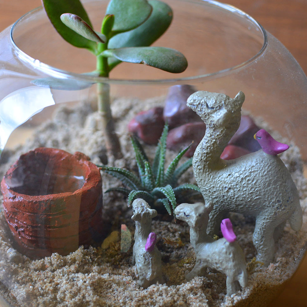 The Arid Mirage Terrarium Kit - myBageecha