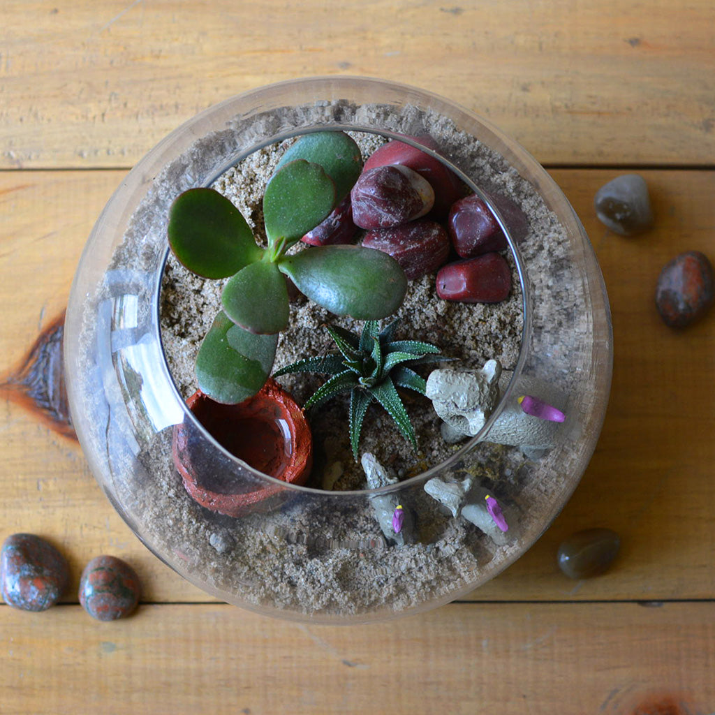 The Arid Mirage Terrarium Kit - myBageecha