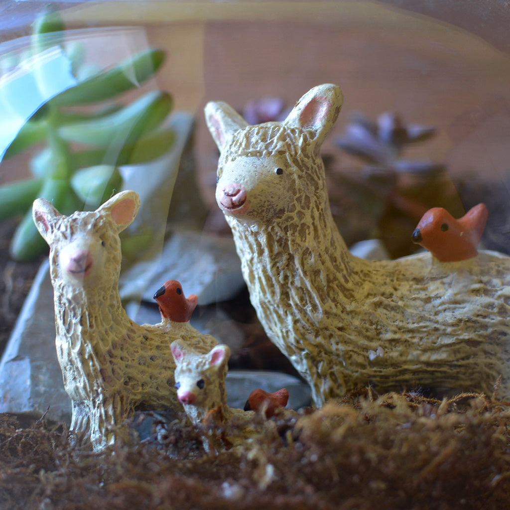 The Dancing Llamas Terrarium Kit - myBageecha