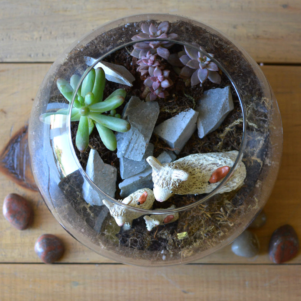 The Dancing Llamas Terrarium Kit - myBageecha