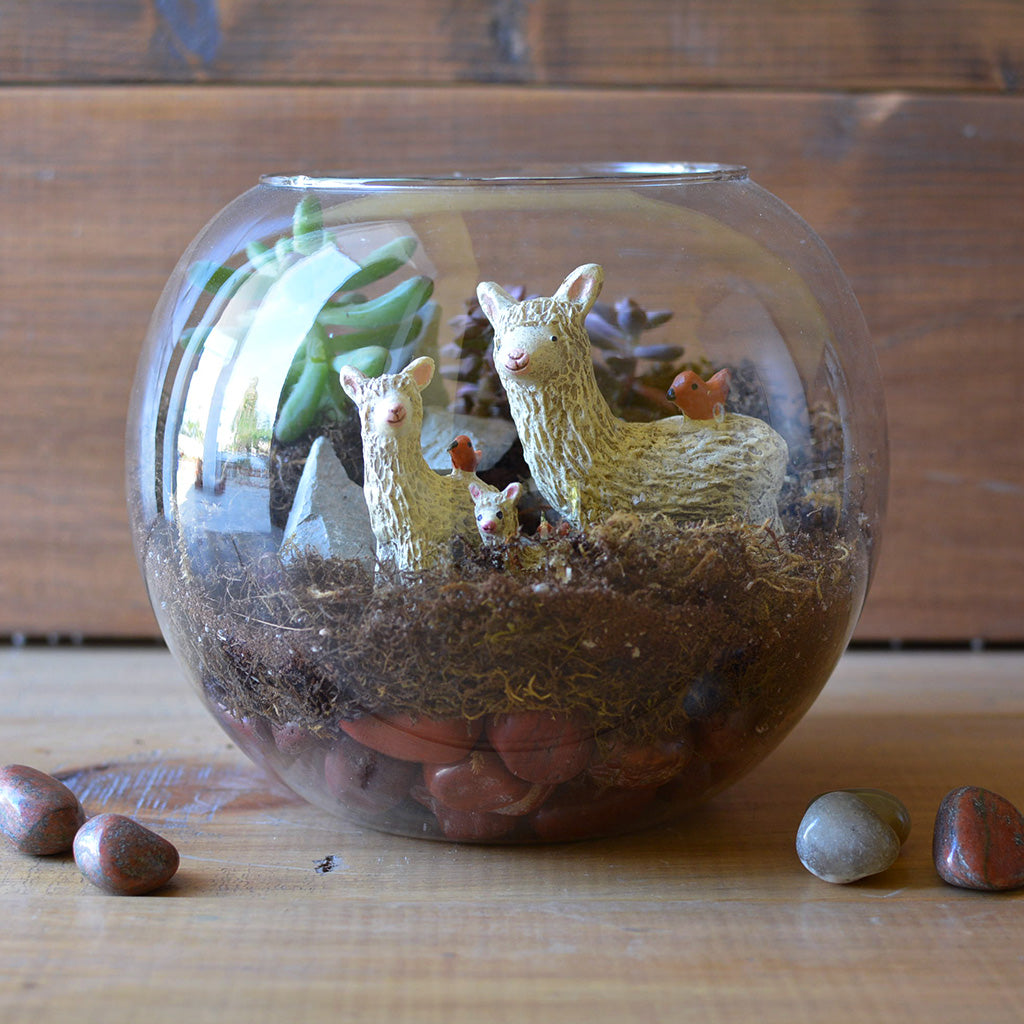The Dancing Llamas Terrarium Kit - myBageecha