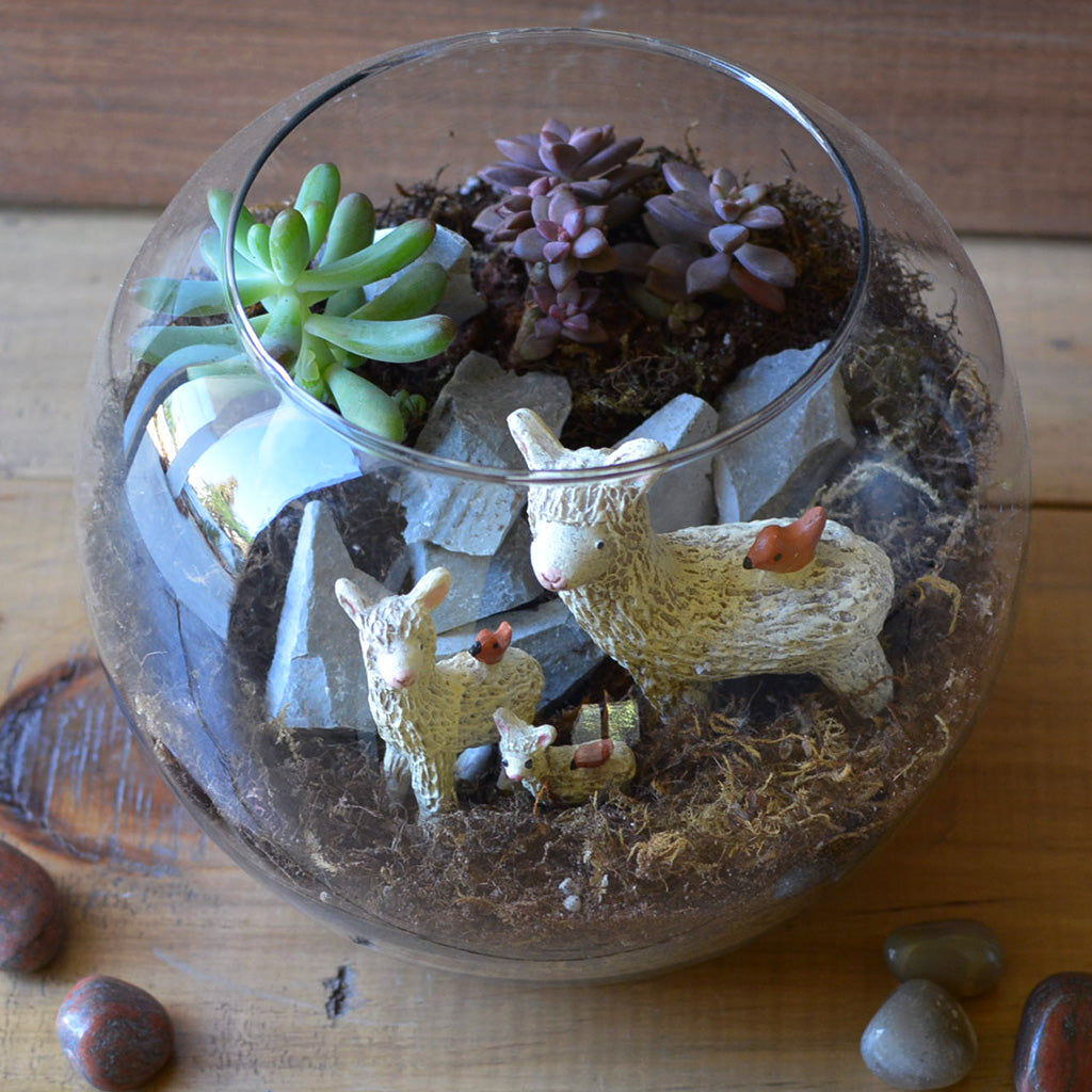 The Dancing Llamas Terrarium Kit - myBageecha