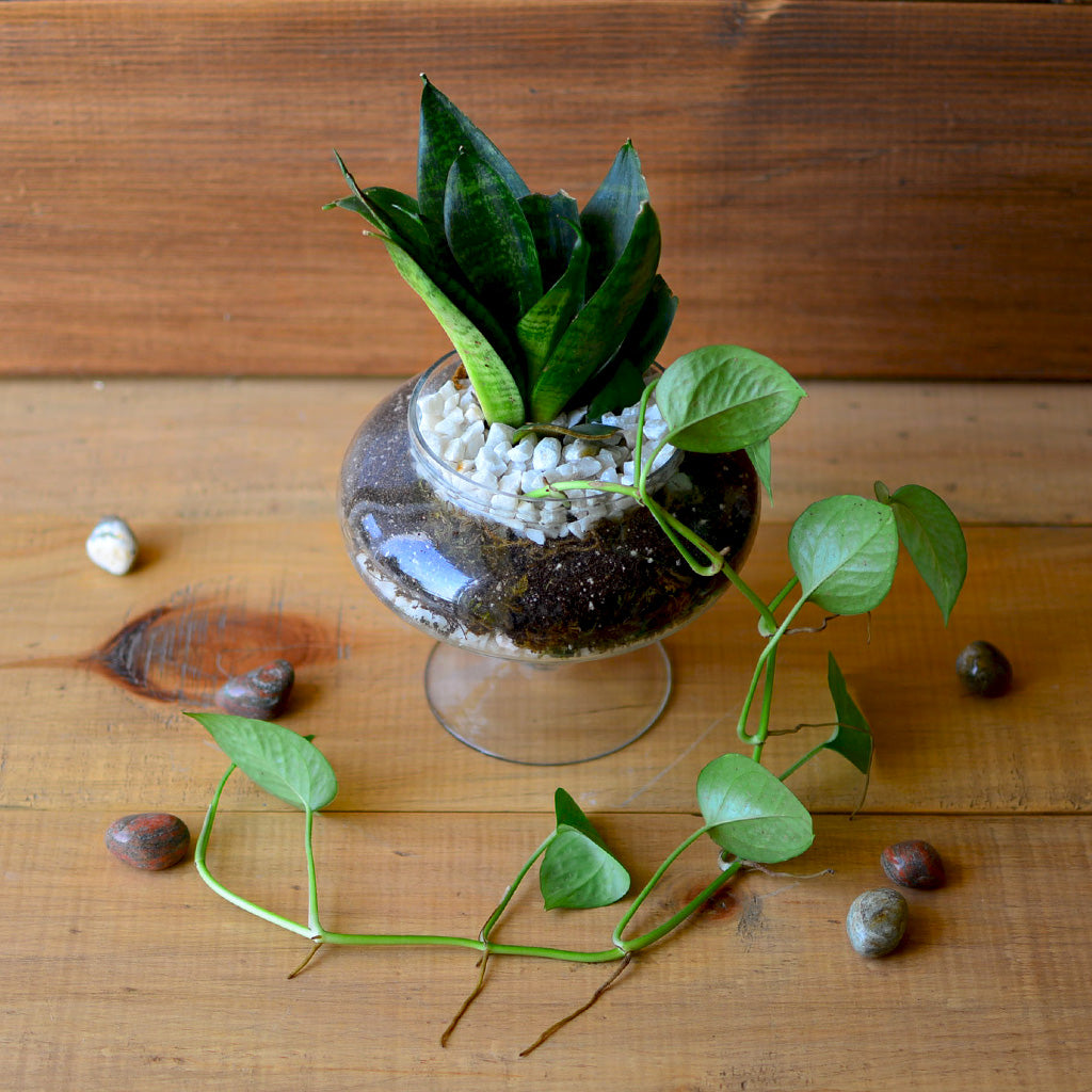 The Money Goblet Terrarium Kit - myBageecha