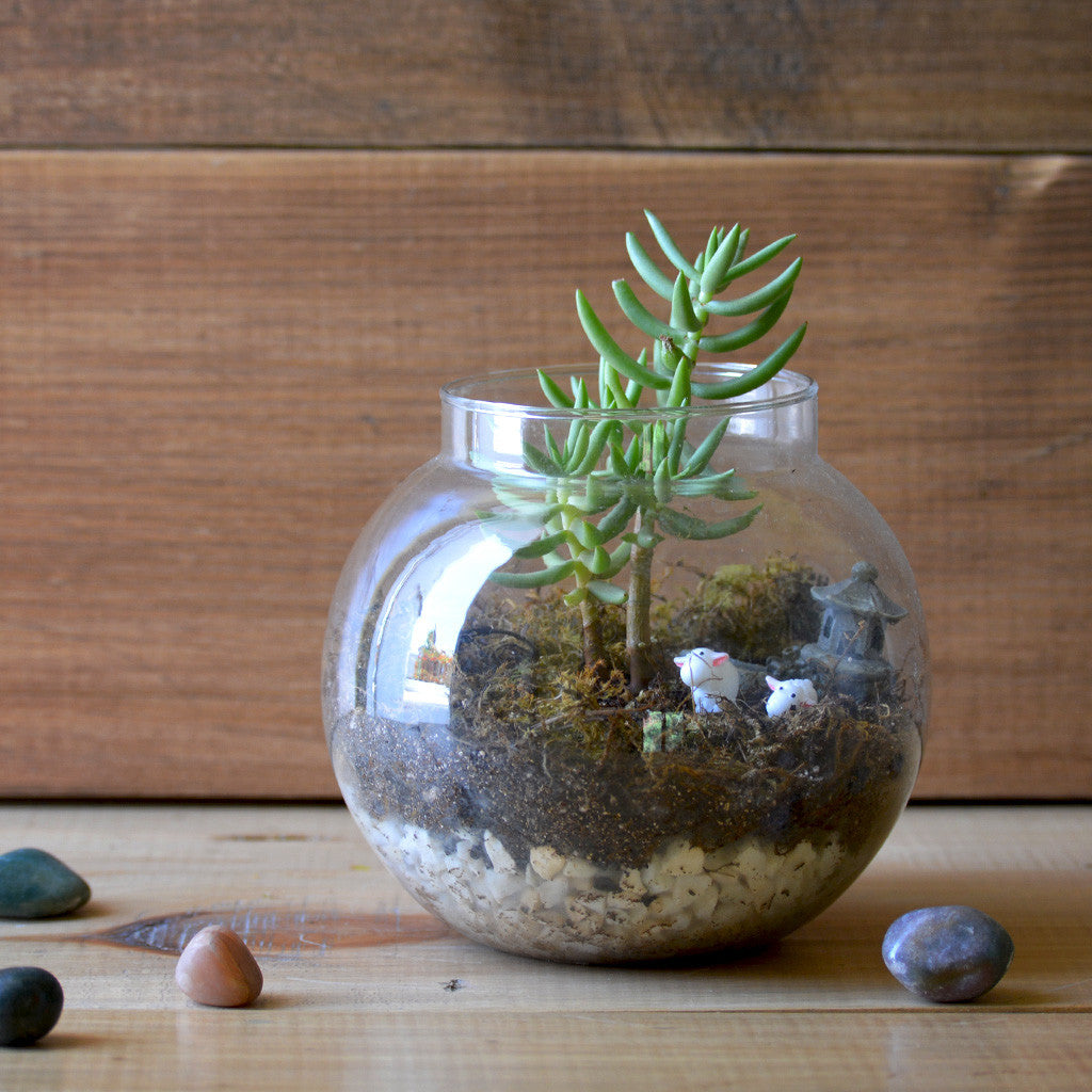 The Pine Woods Terrarium Kit Decor myBageecha - myBageecha